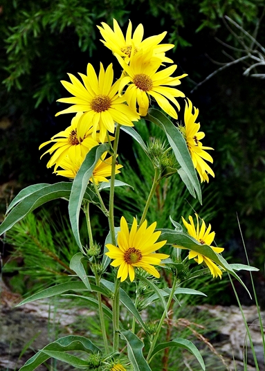 {Helianthus maximilianii}